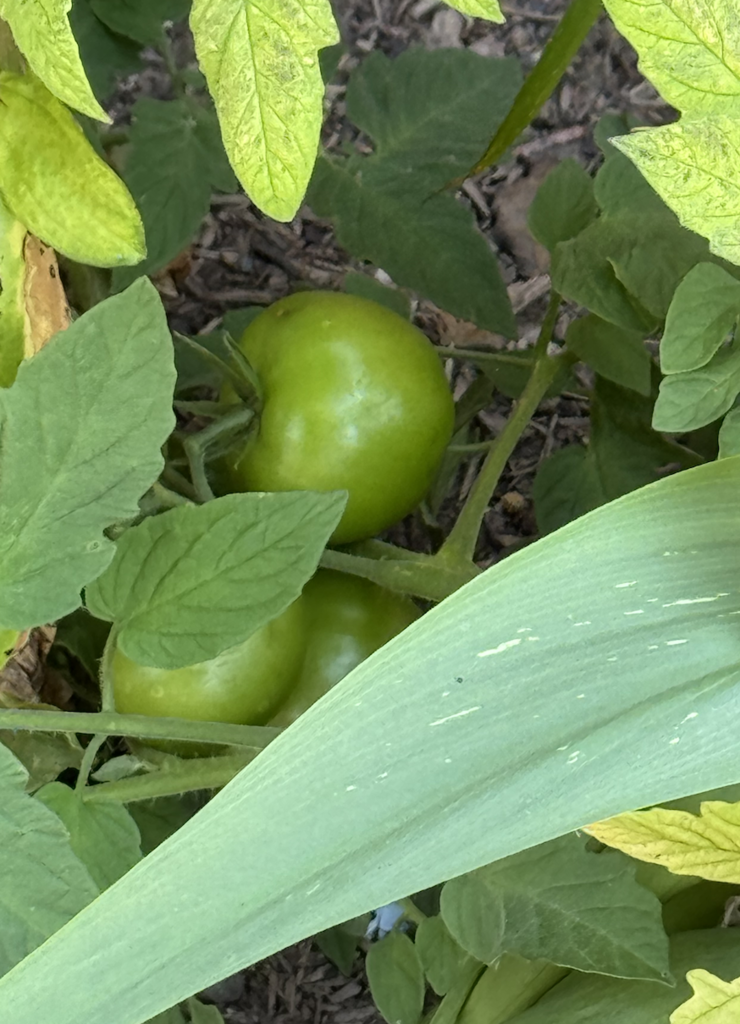 Special Education Class Project