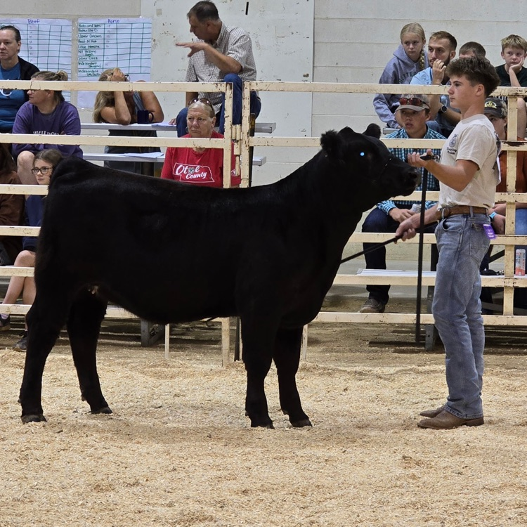 show ring 