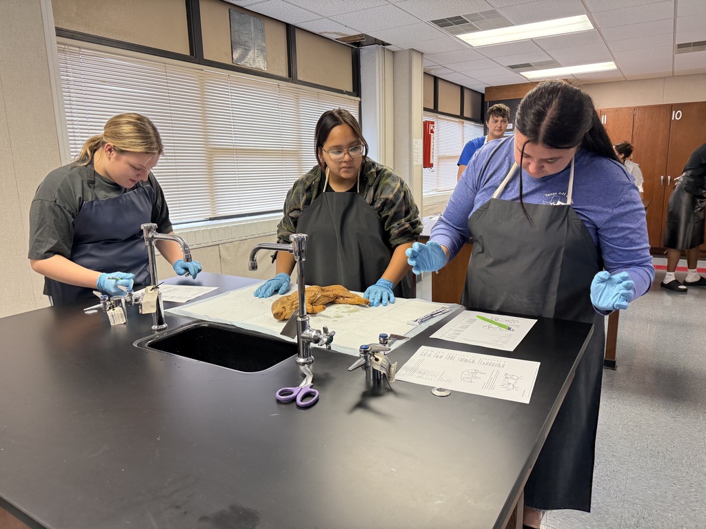 Dissection 5