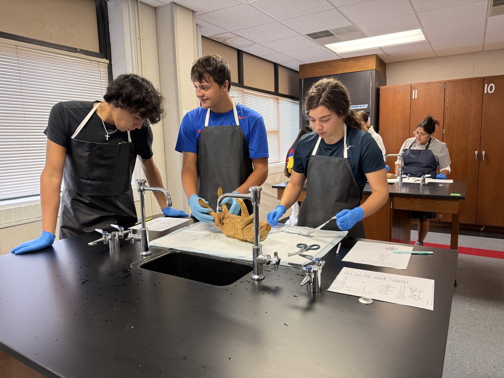 Dissection 4