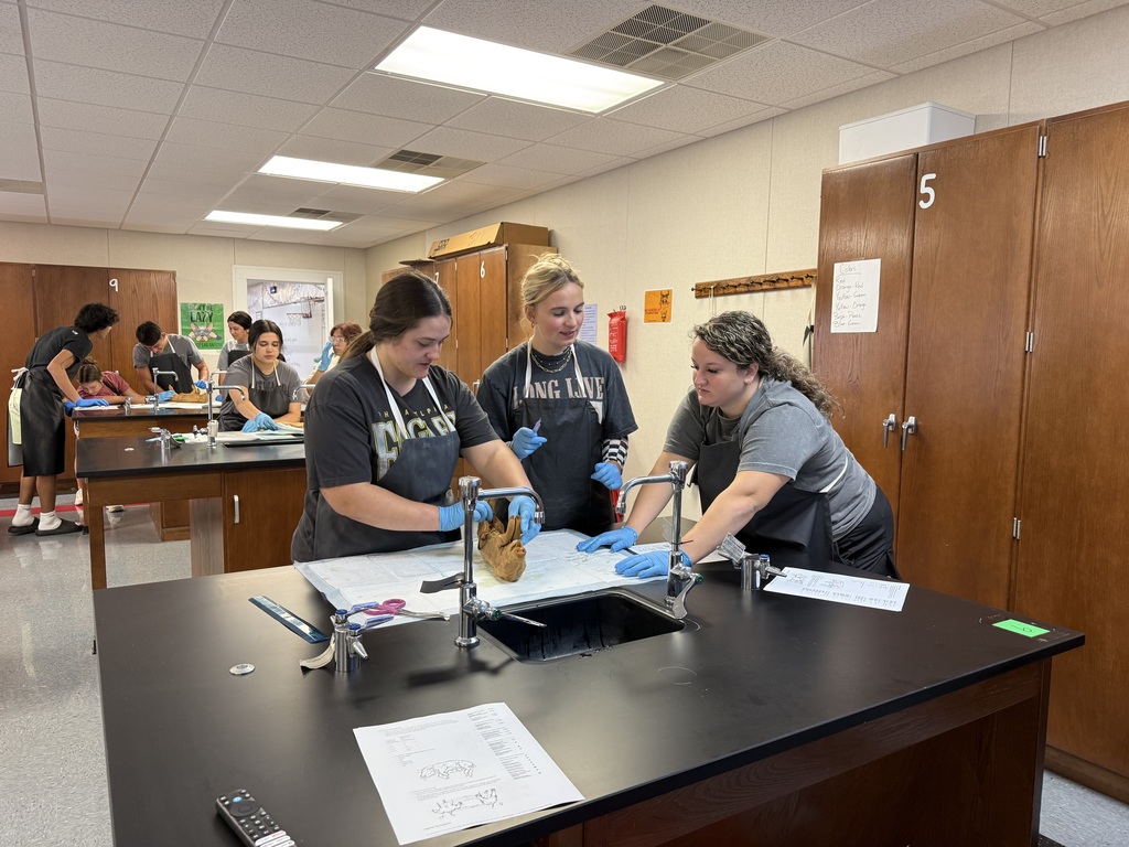 Dissection 3