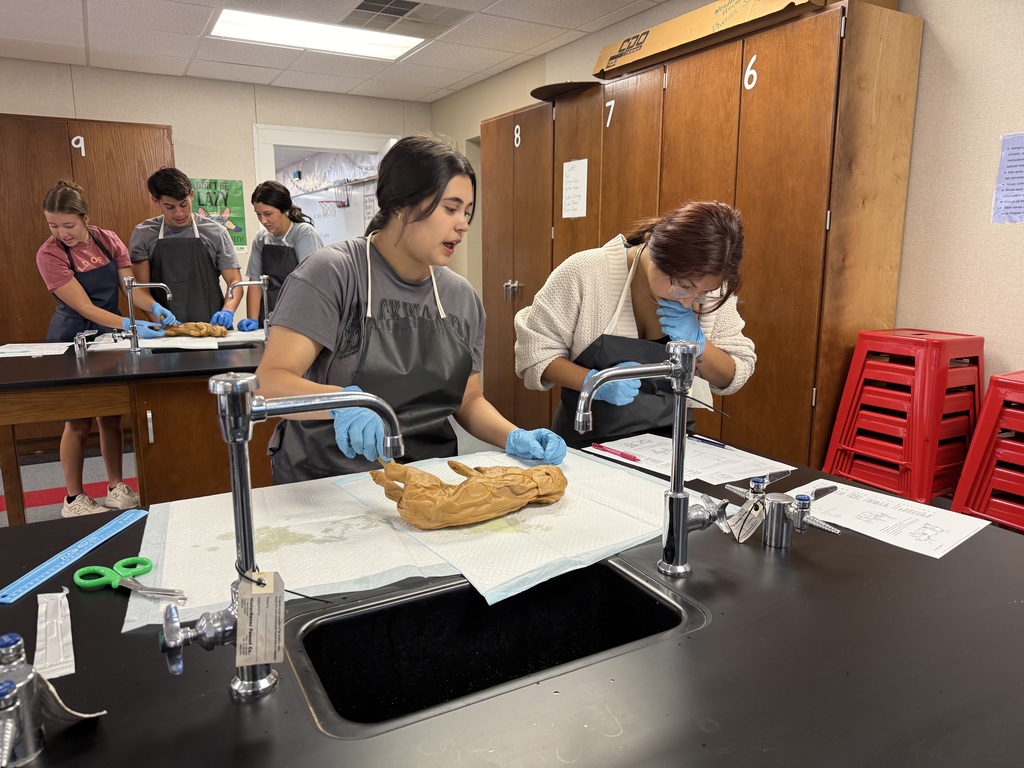 Dissection 1