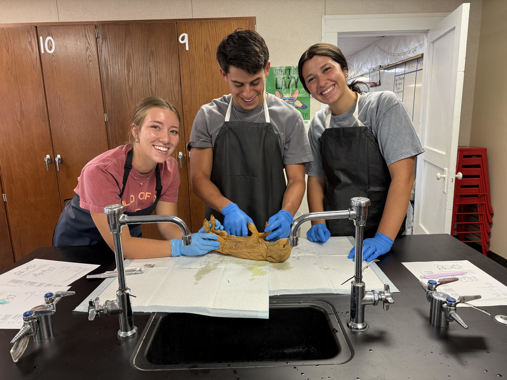 Dissection 6