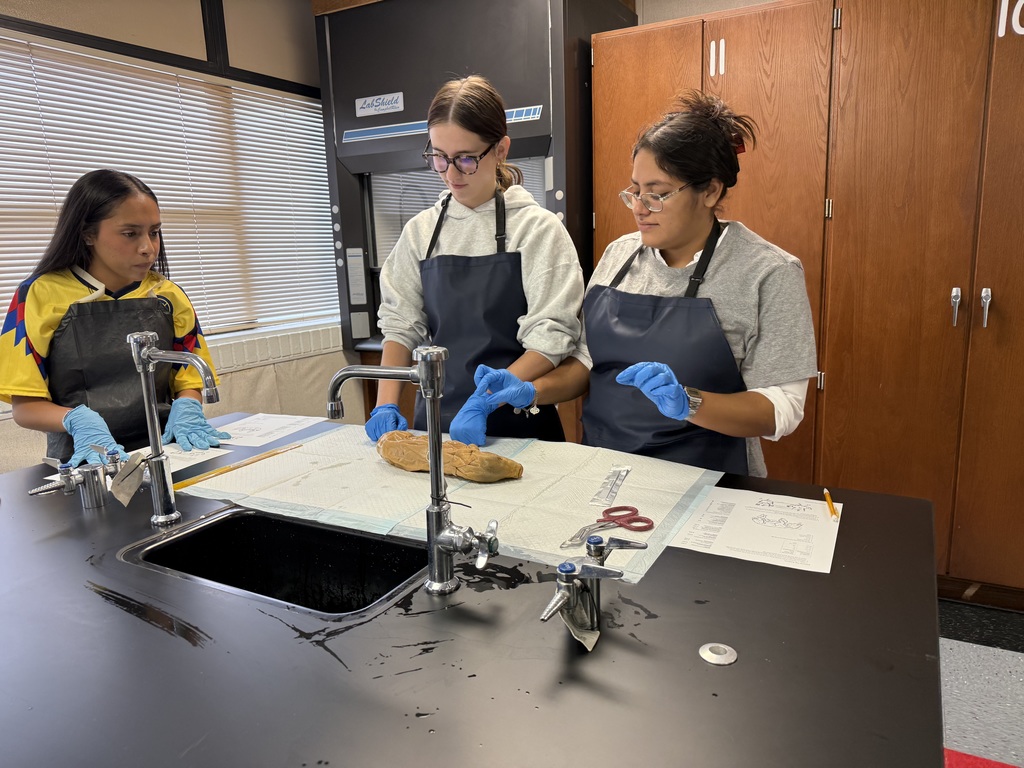 Dissection 2