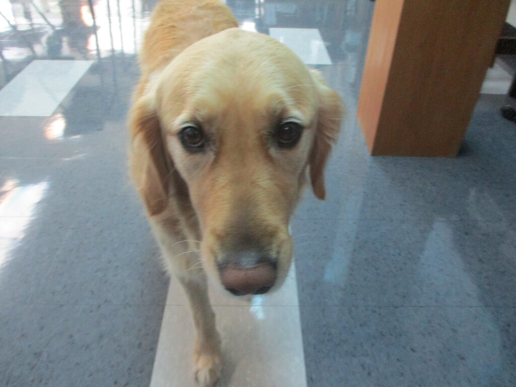 Dog