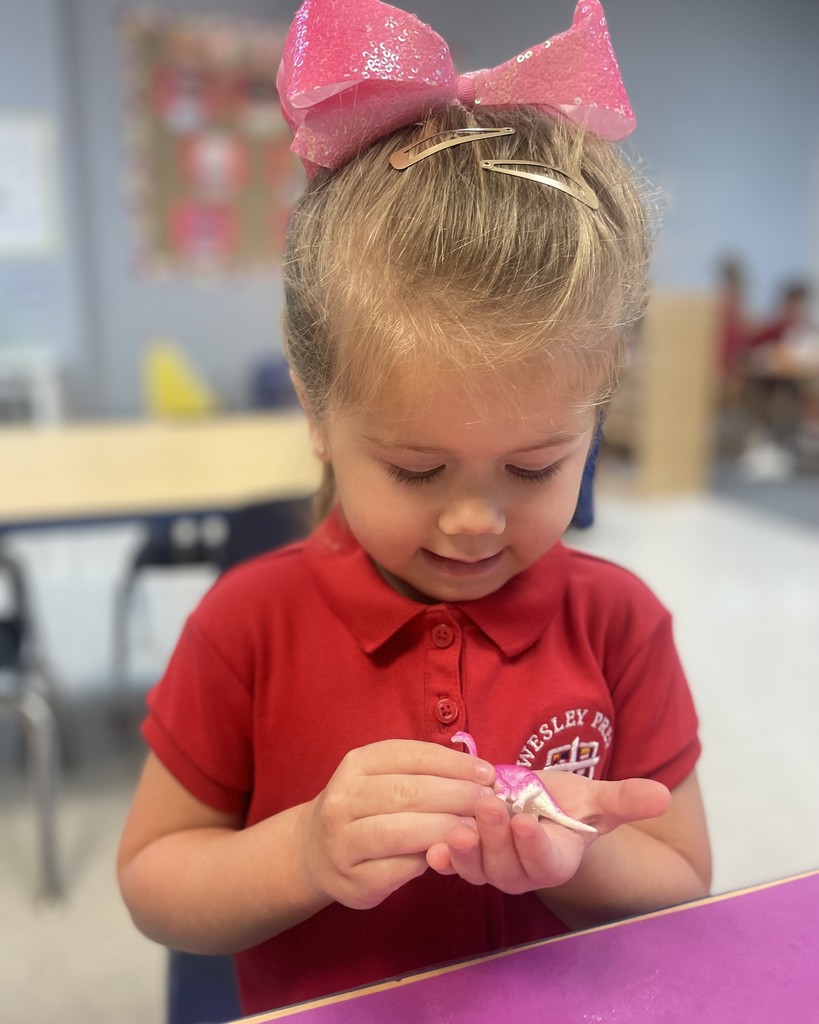PreK 3 STEM Fossil Activity