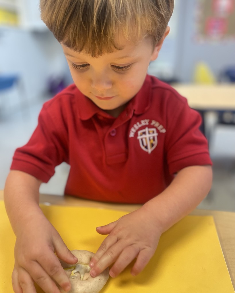 PreK 3 STEM Fossil Activity