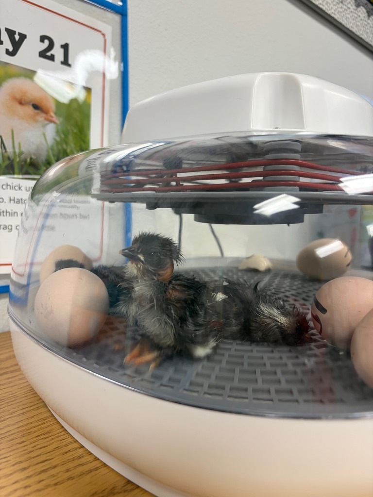 Hatch day!