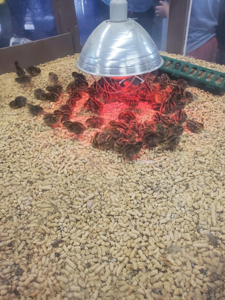 Baby quail