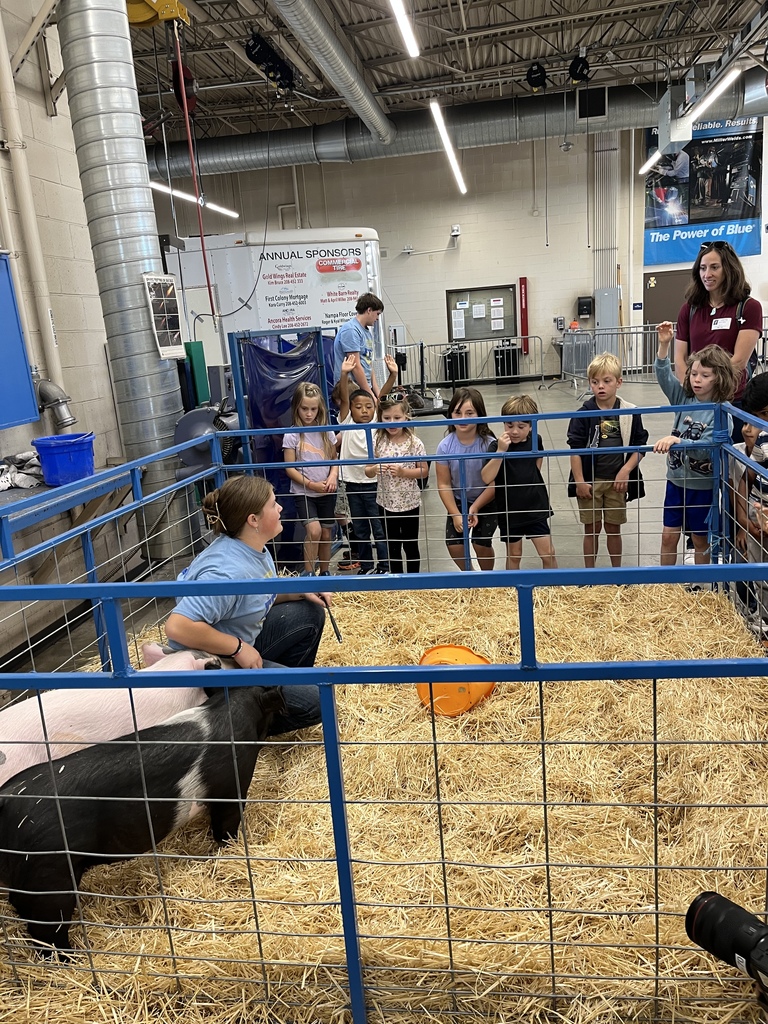 1st graders learning about pigs