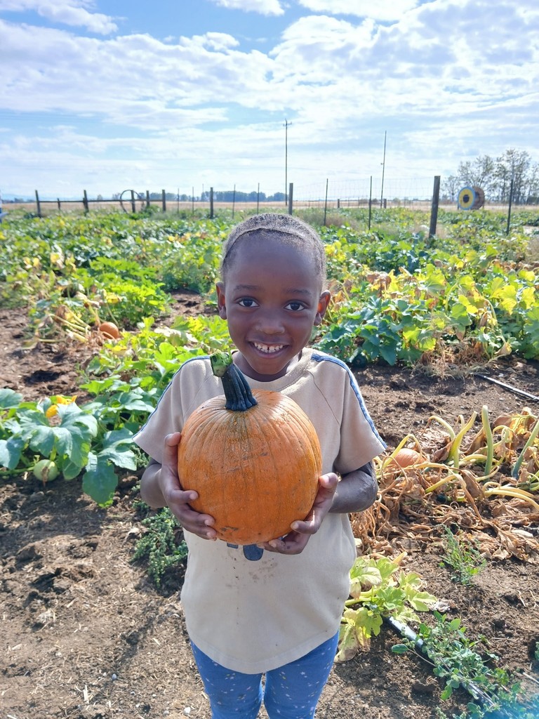 Pumpkins