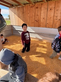 kids in corn bin