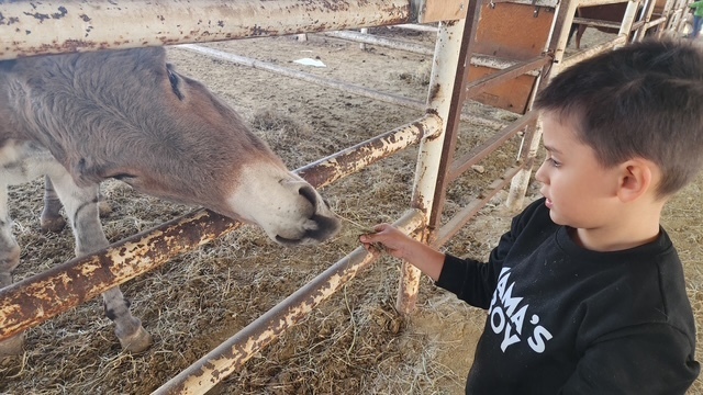 kids feeding a donkey