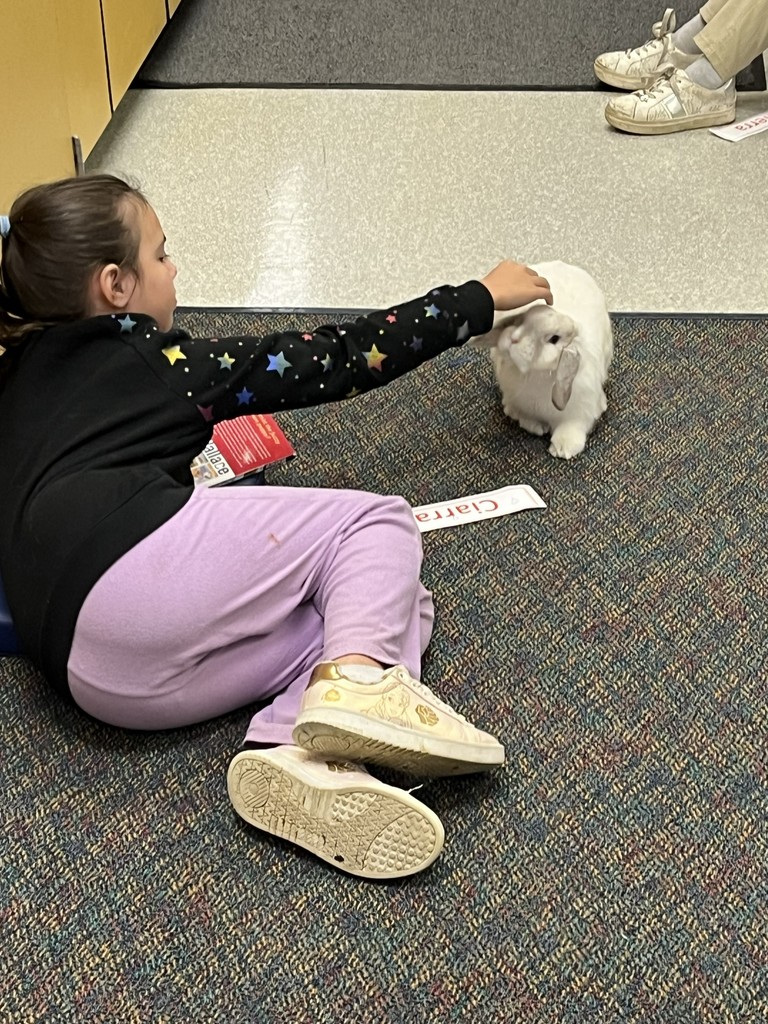 4th grade student petting the bunny