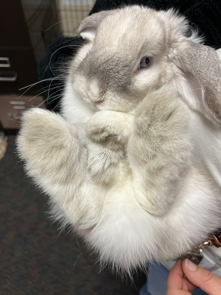 Buffy, Mrs. Dutcher's foster bunny