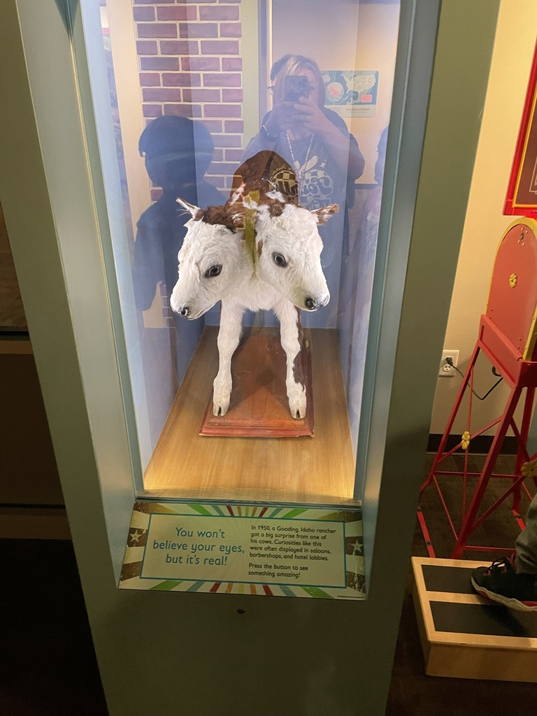Two headed calf at the museum