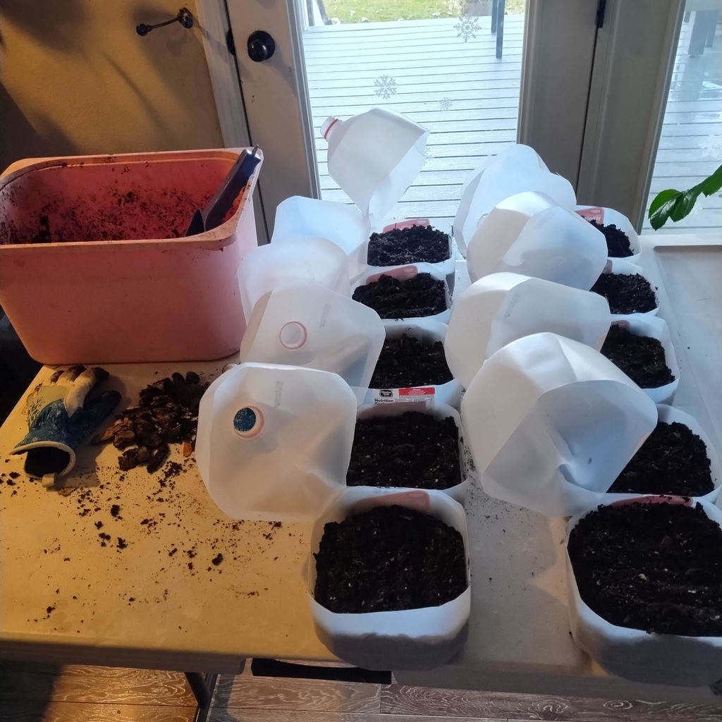 example of halved milk cartons with soil in bottom for a mini green house