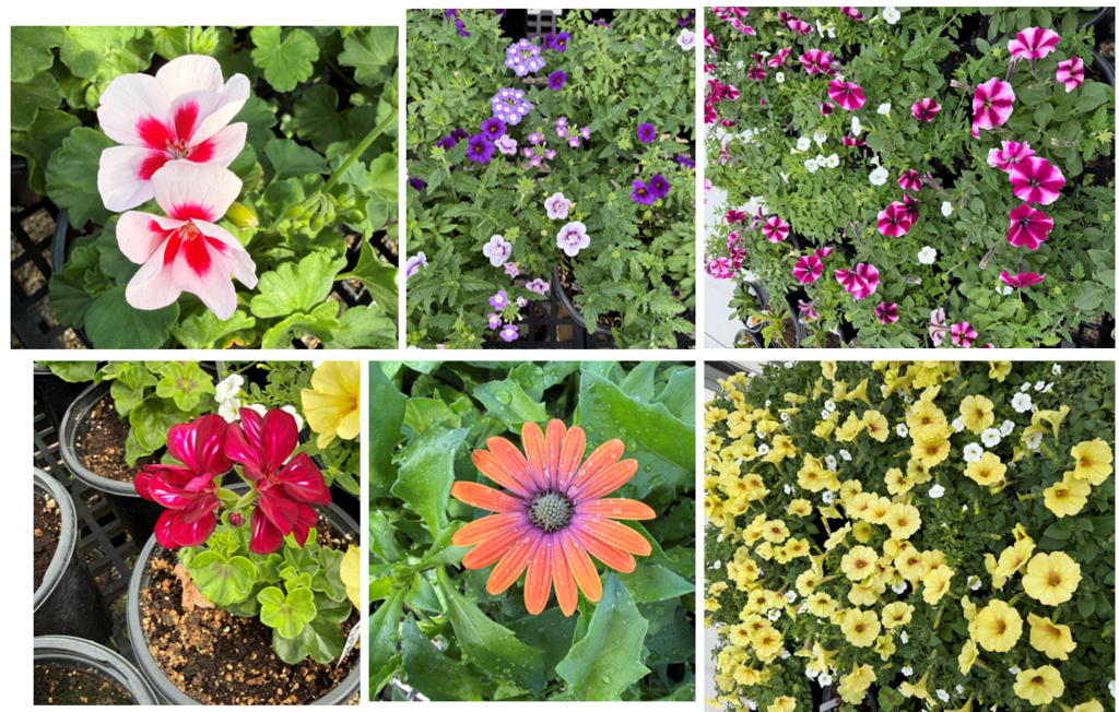 🌼🌸 Mark your calendars for upcoming plant sales around the district:  Centennial & Rocky (May 1–2)  Owyhee & Mountain View (May 8–9) 