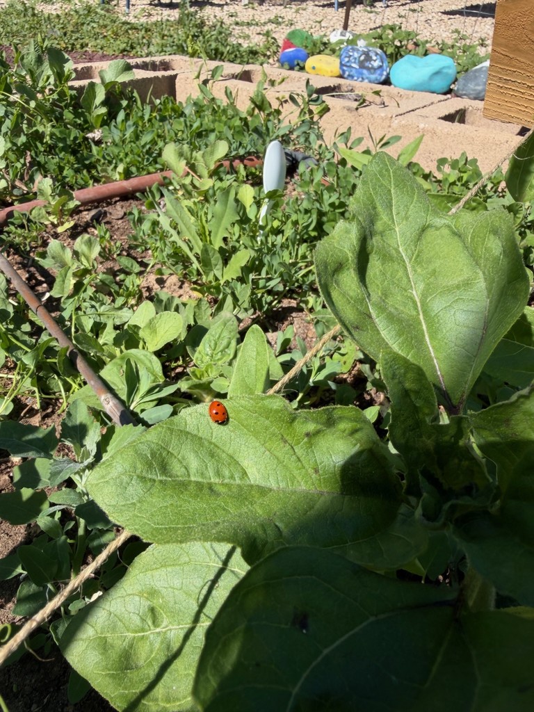lady bug on leaf