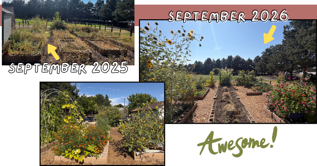 a year transformation of our garden