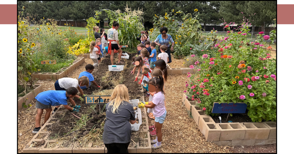 kinders digging for potatoes