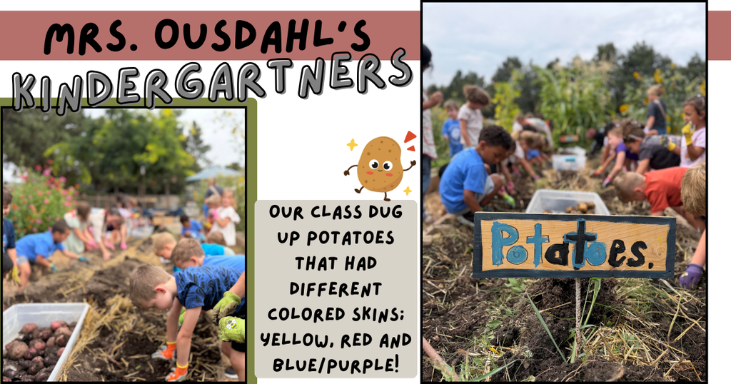 kinders picking potatoes in the garden