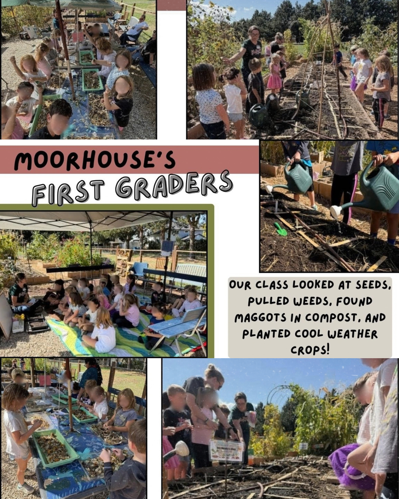Mrs Moorhouse's class in garden planting cool weather crops