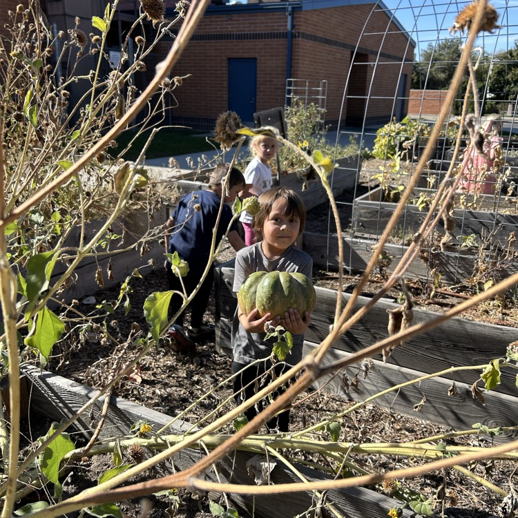 pumpkin patch 