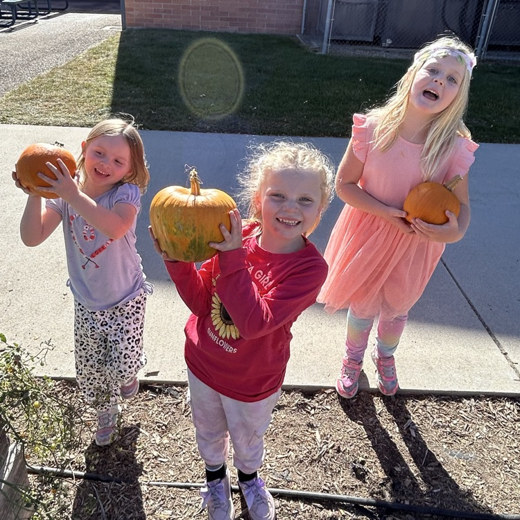 pumpkin patch 