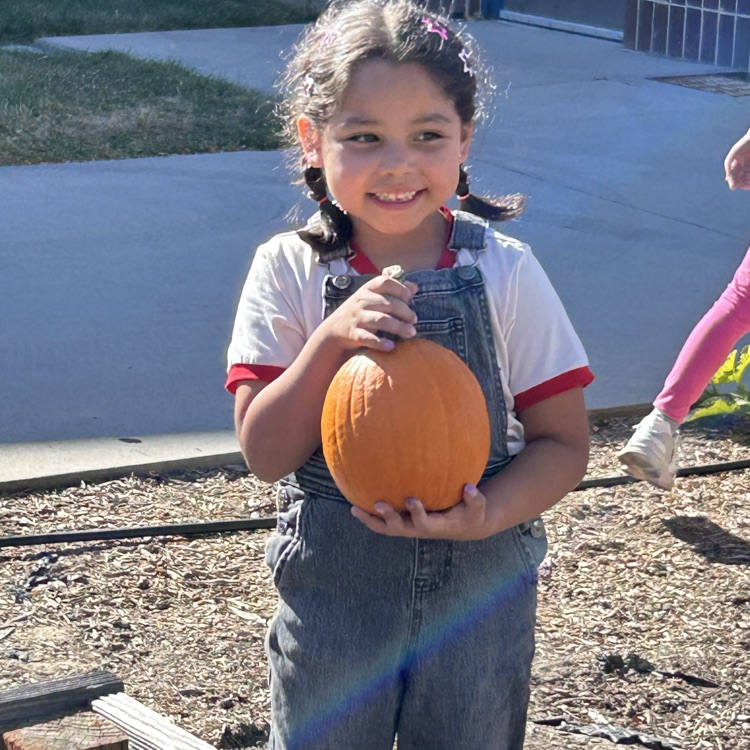 pumpkin patch 