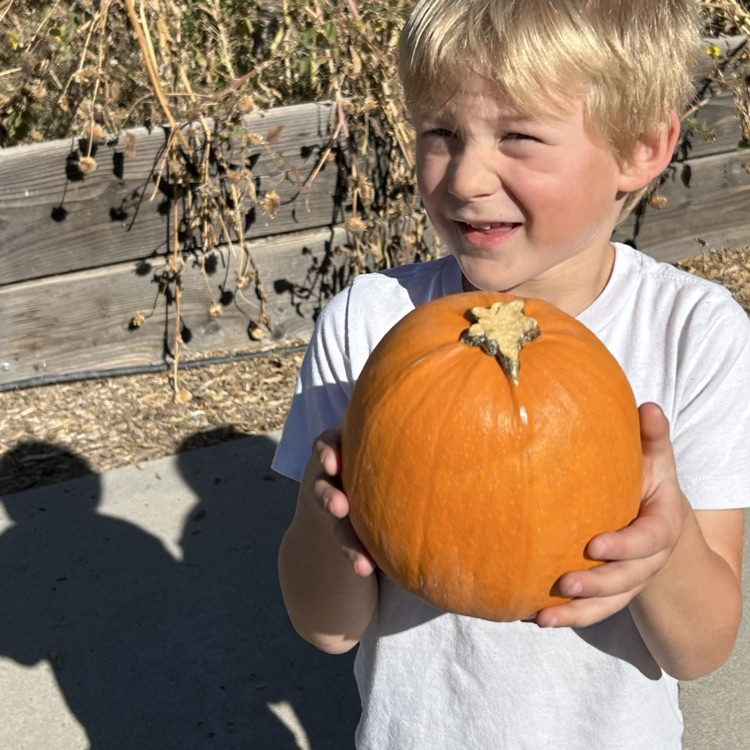 pumpkin patch 