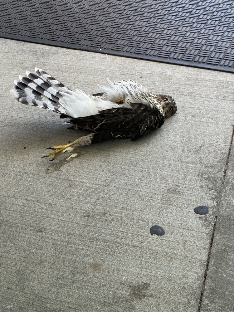 hawk