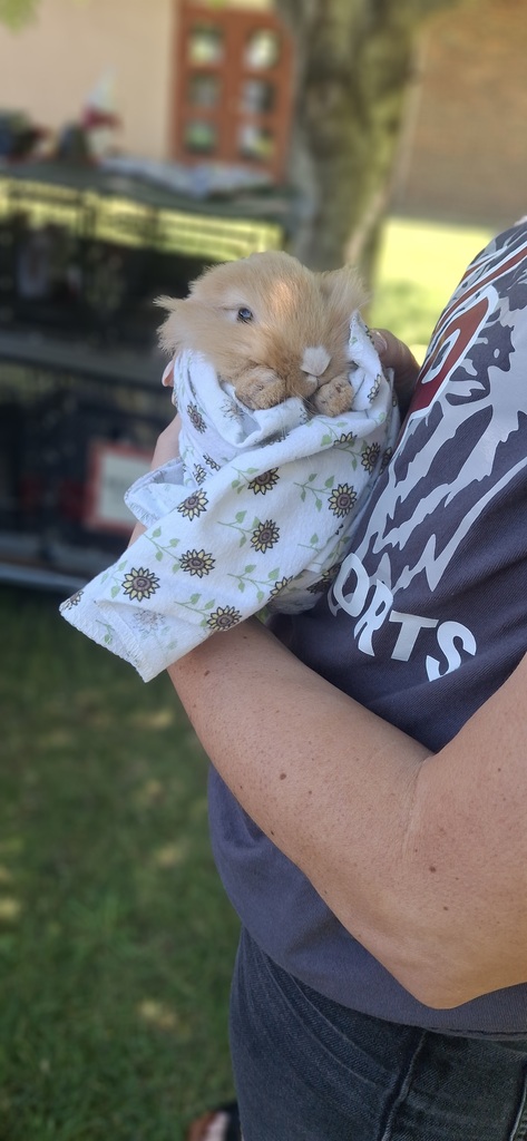 bunny