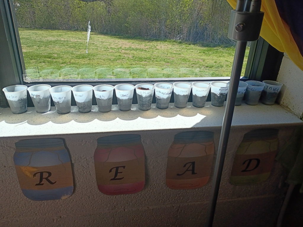 Cups of soil sitting in the window of the classroom as the unti on plants begins