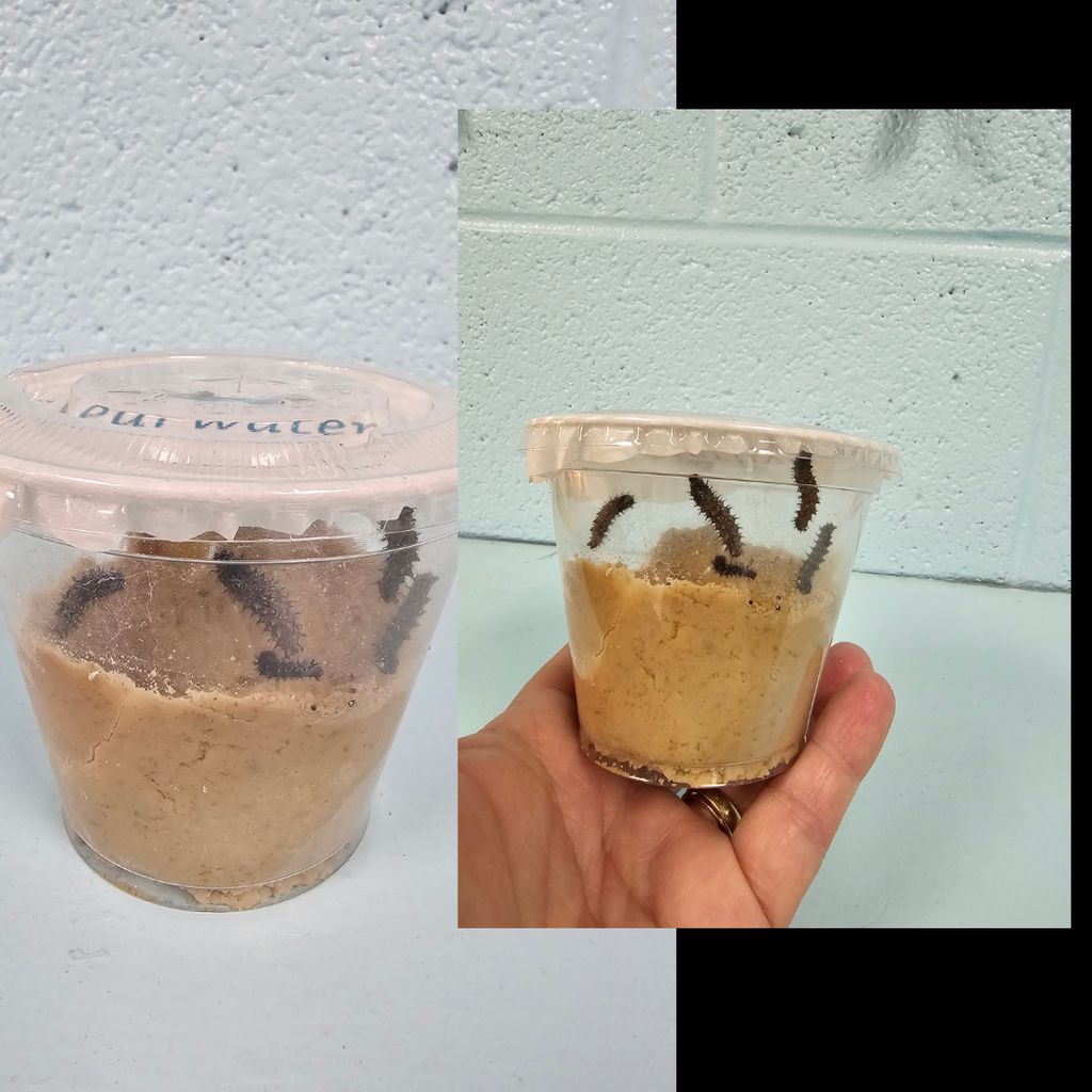 examples of west carroll primary spring projects; butterfly life cycle