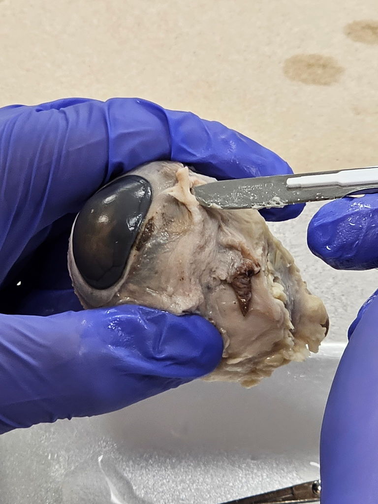 Biology Students cow eye dissection 