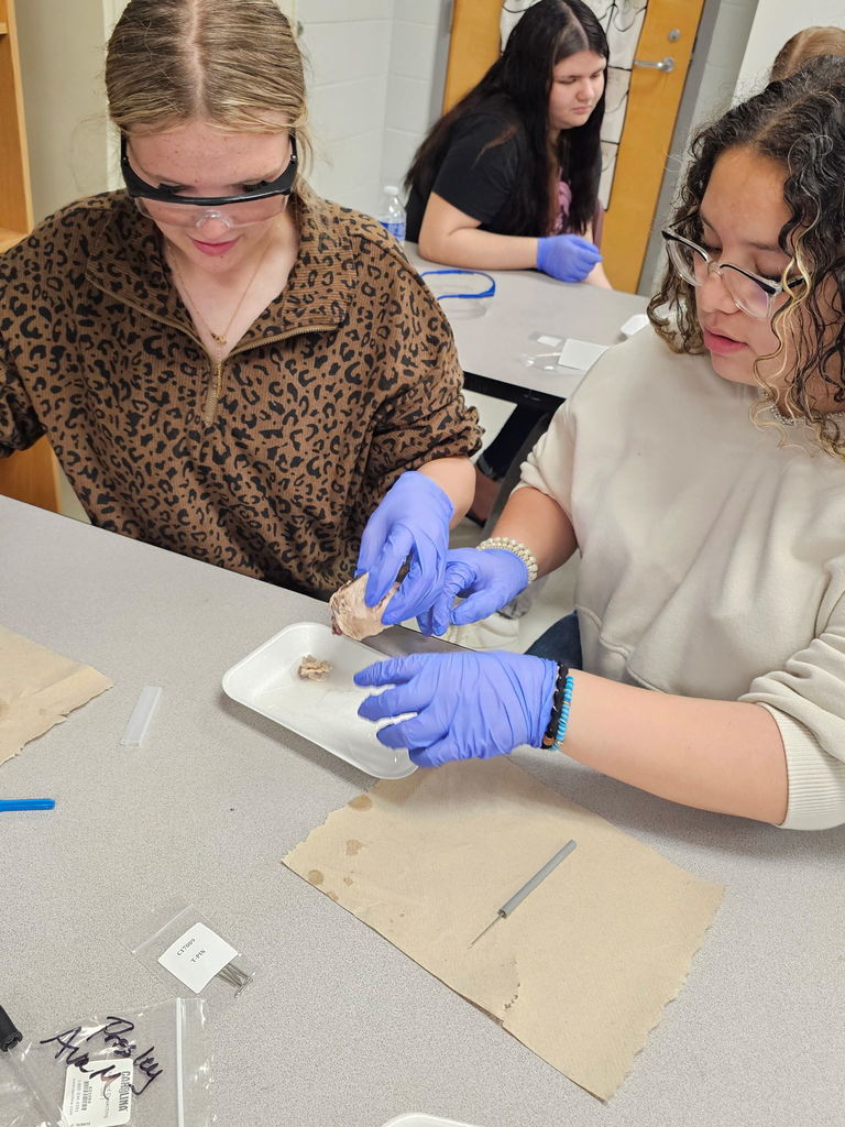 Biology Students cow eye dissection 