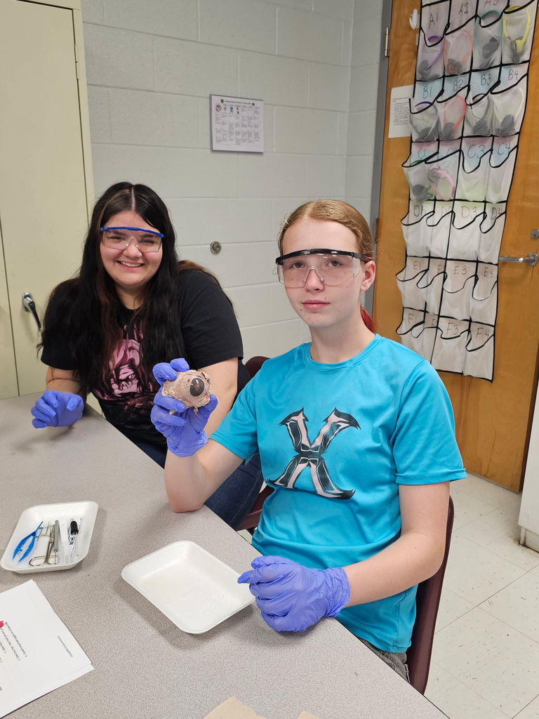 Biology Students cow eye dissection 
