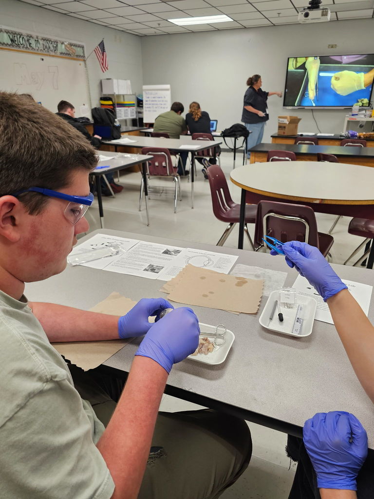 Biology Students cow eye dissection 