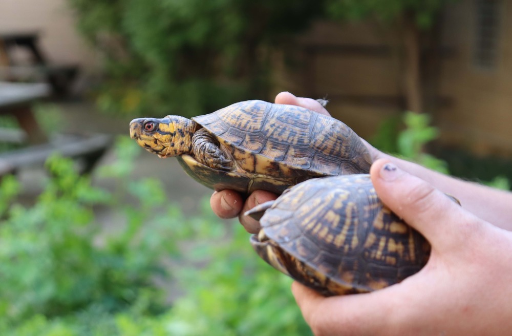 Turtles