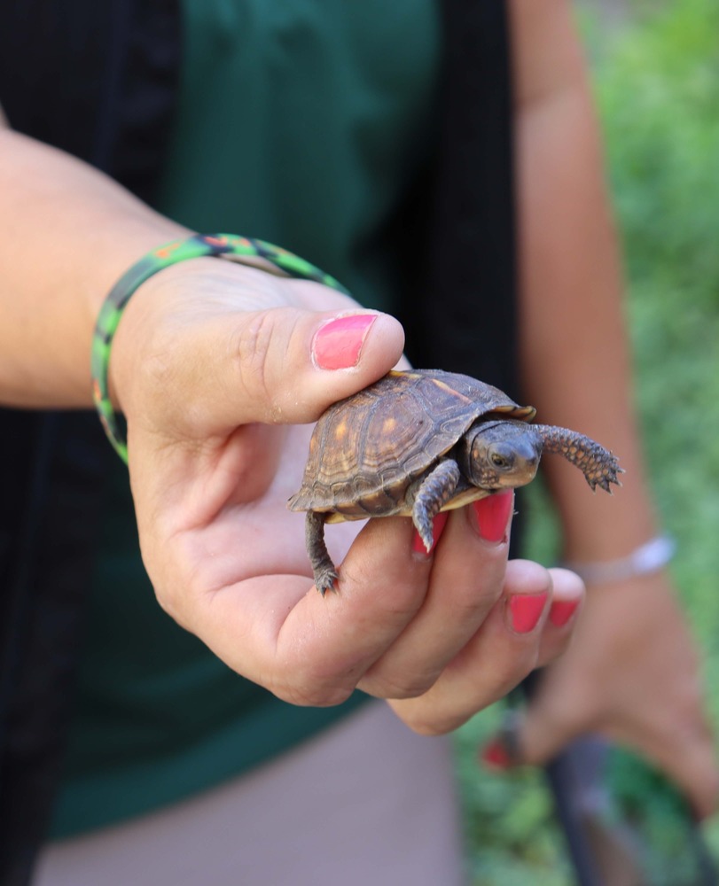 hand holding turtle