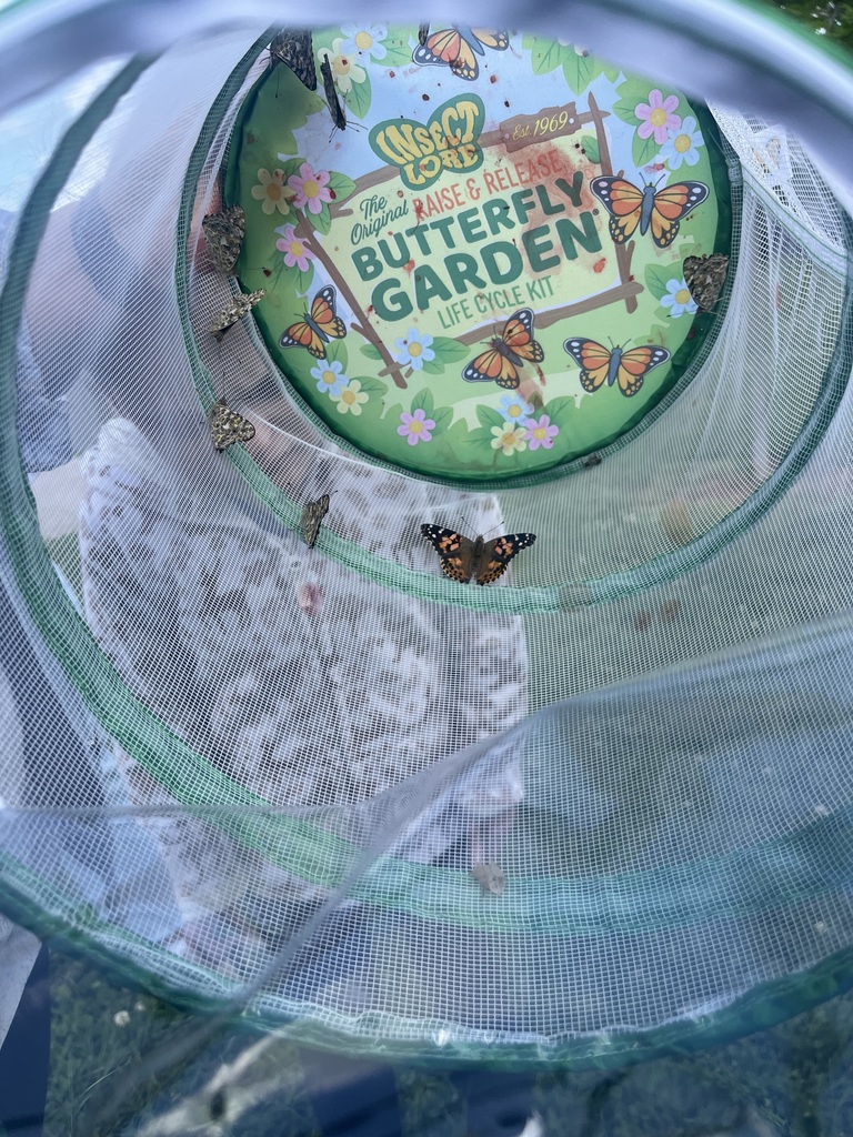 A butterfly garden kit with butterflies resting on its cover, seen through a net. A blurred figure of a person in the background.