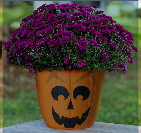 A pumpkin-shaped container with a carved face sits on a concrete slab. It is filled with purple flowers.
