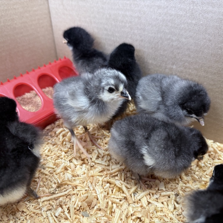 Baby chicks!