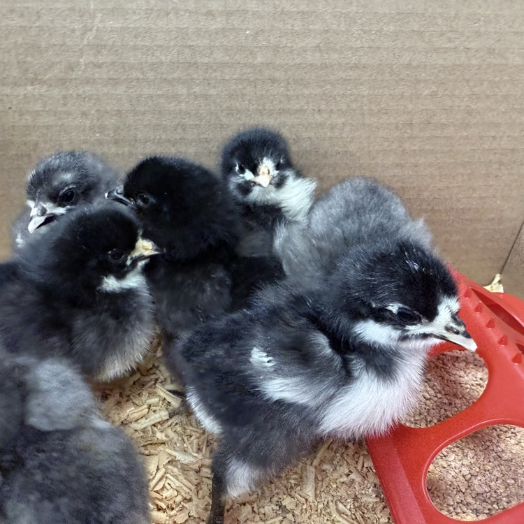 Baby chicks!