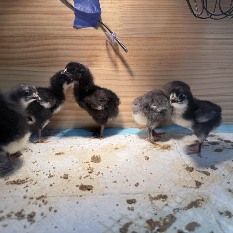 Baby chicks!