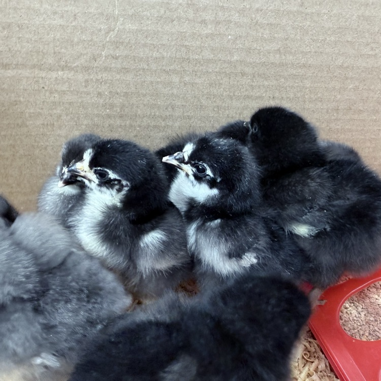 Baby chicks!