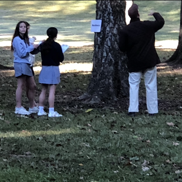 Students participating in Tree Lab exercise