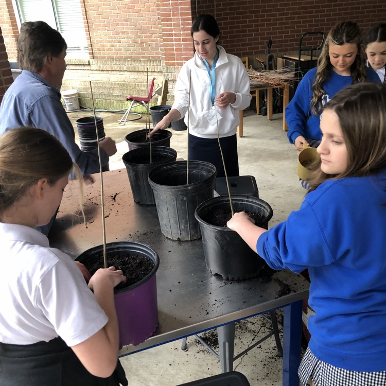 students plant trees