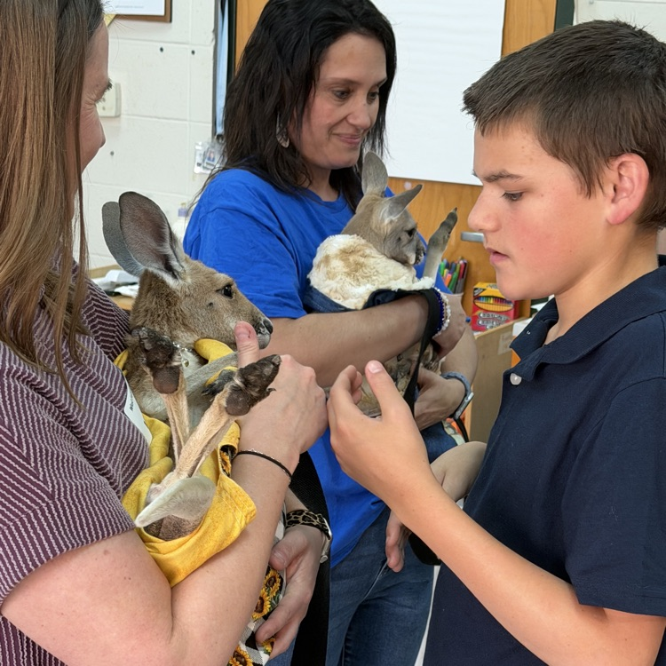 student engages with baby kangaroo